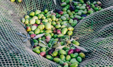 Récolte - Domaine de l'olivette