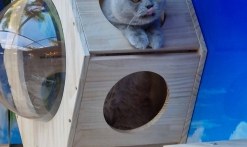 Le Miaou Miaou - Bar à Chats - Bananabeachcafe