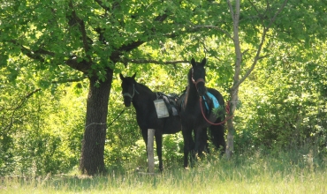 Haras des Villards