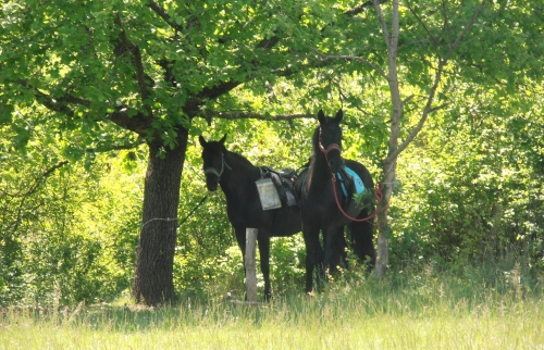 Haras des Villards