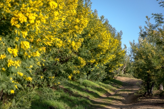 Chemin dans Massif de Tanneron