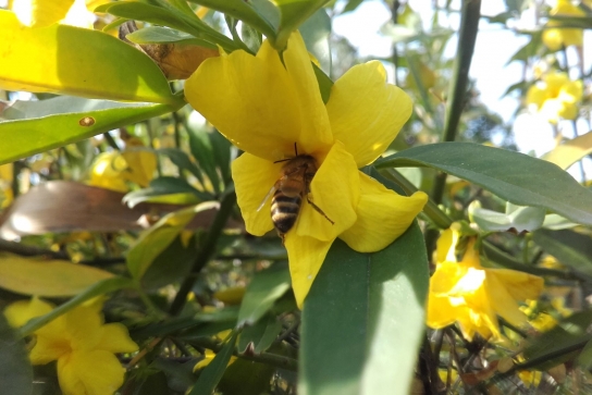 Nos amies les abeilles