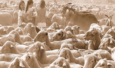 Fête de la transhumance