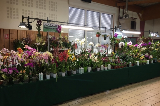 Orchidées Vacherot
