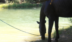 Balade cheval
