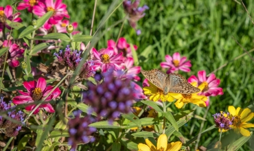 De la fleur au producteur