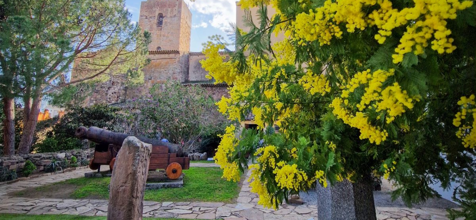 Le mimosa s'invite à Saint-Raphaël
