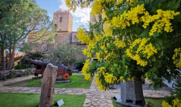Le mimosa s'invite à Saint-Raphaël
