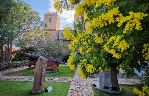 Le mimosa s'invite à Saint-Raphaël