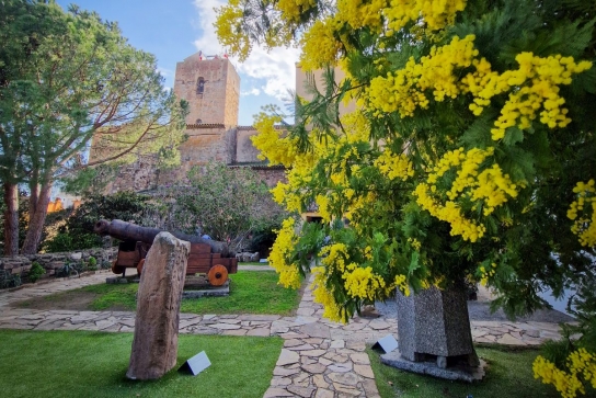Le mimosa s'invite à Saint-Raphaël