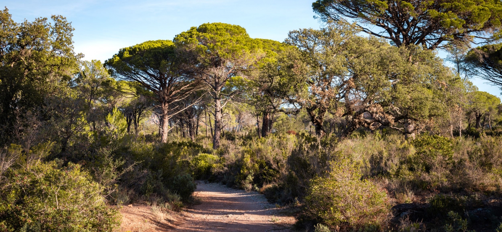 Sentier forêt raphaèle