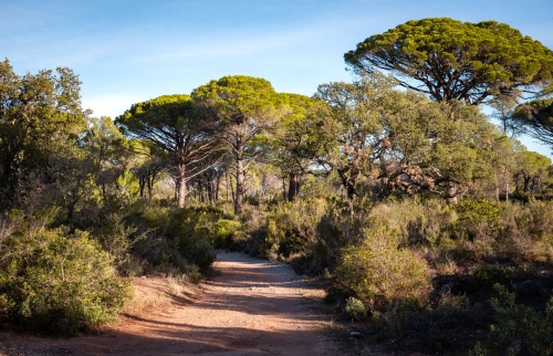 Sentier forêt raphaèle