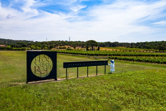 Les secrets des vins de Provence