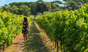 Les secrets des vins de Provence