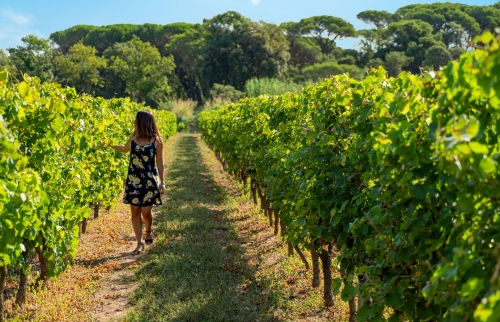 Les secrets des vins de Provence