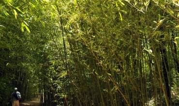 allée de bambous