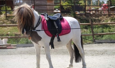 Haras des Villards : Balade à cheval 'Le Chant des Oliviers'