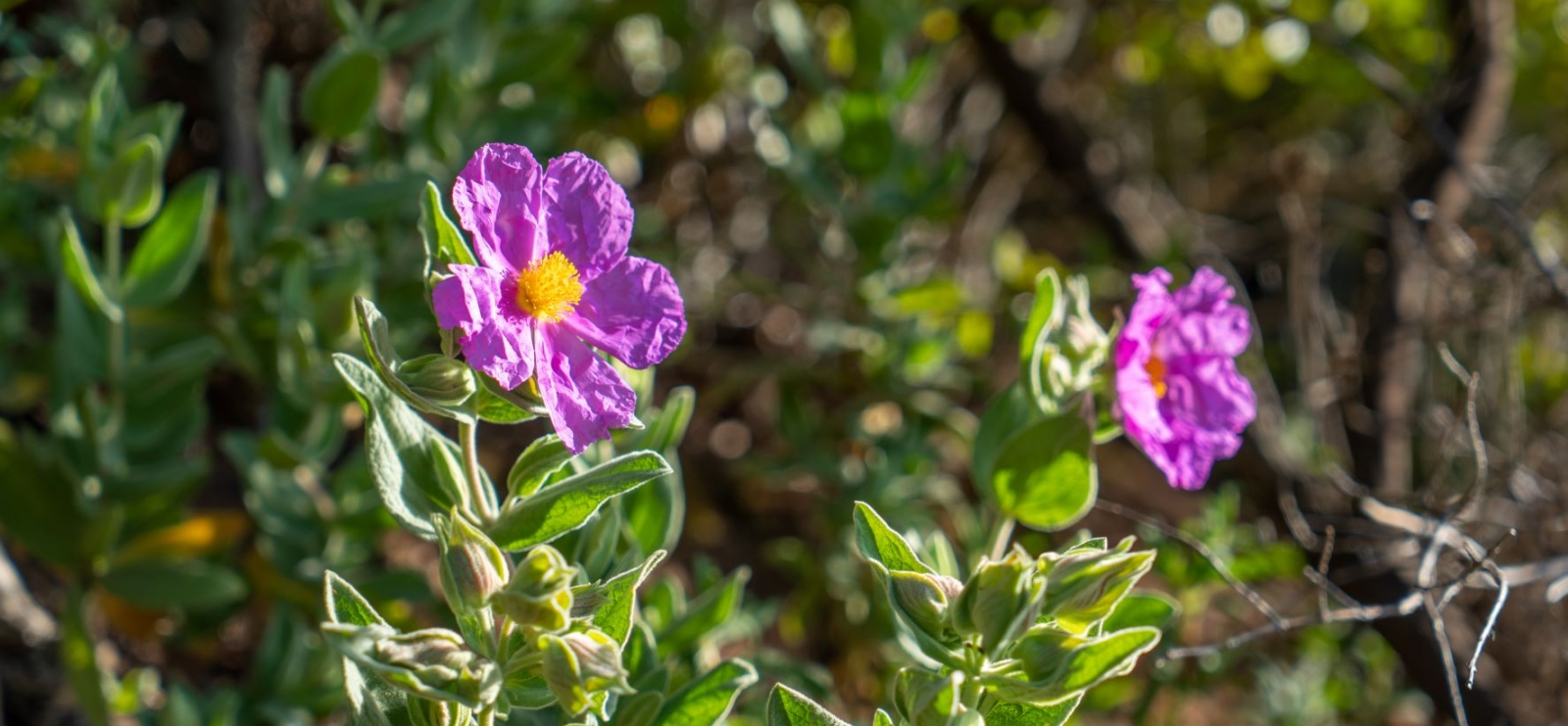 Découverte sensorielle des plantes aromatiques et à parfum