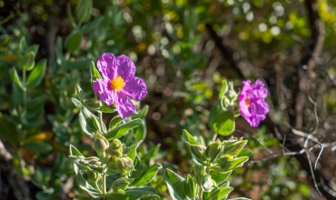 Découverte sensorielle des plantes aromatiques et à parfum