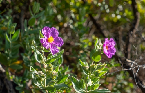 Découverte sensorielle des plantes aromatiques et à parfum