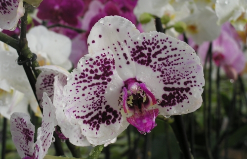 Orchidées vacherot