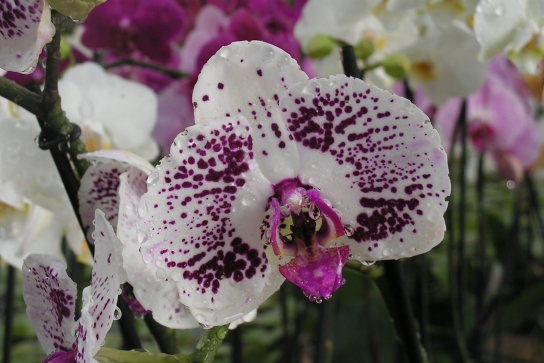 Orchidées vacherot
