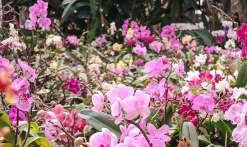 Les orchidées de Raphaëlle Vacherot