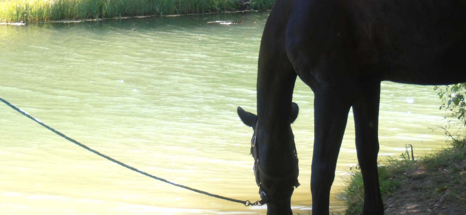 Balade à cheval: Haras des Villards