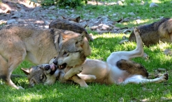 A la rencontre du loup