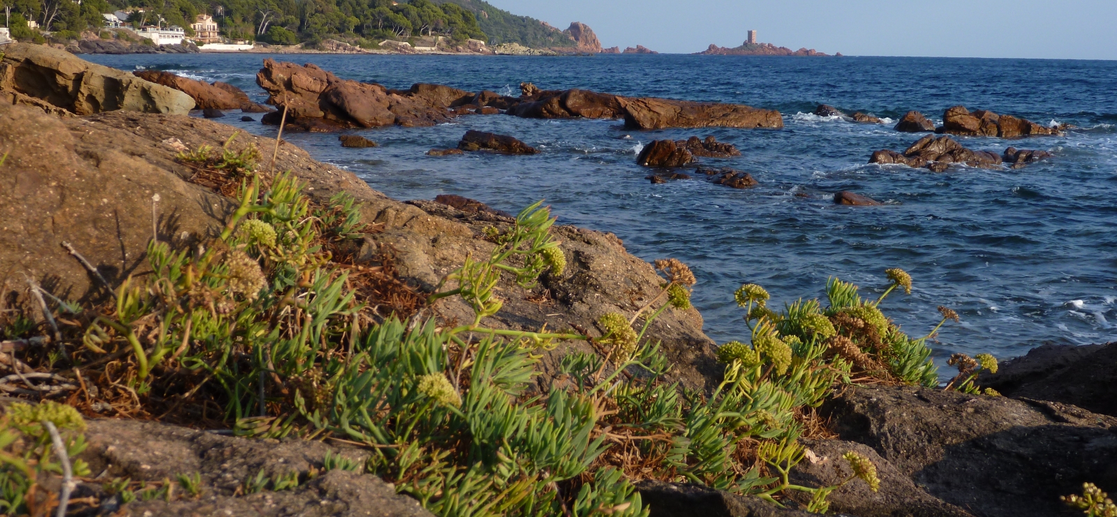 Sorties 'Secrets du Littoral'