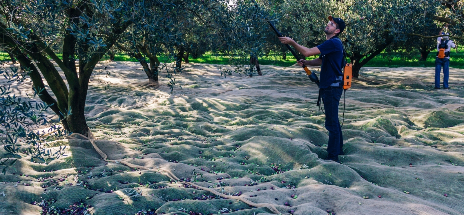 Récolte - Domaine de l'olivette