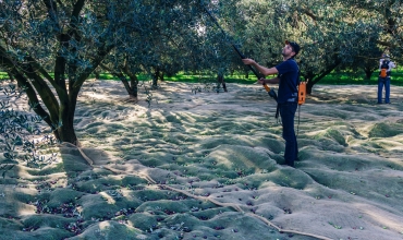 Récolte - Domaine de l'olivette