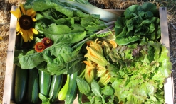 Légumes La Ferme des Cairns