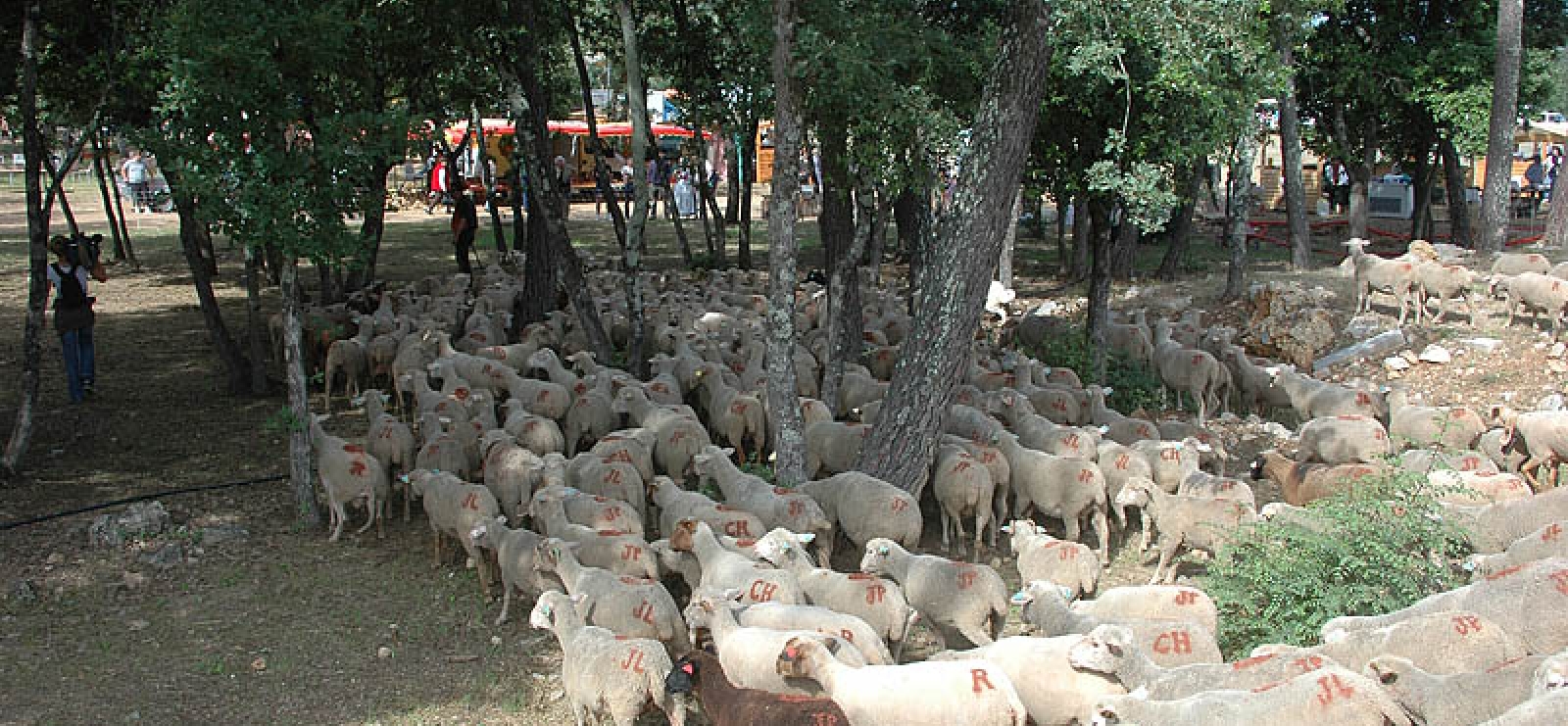 1000 têtes de bétail