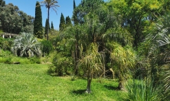 Domaine du Rayol, Jardin d'Amérique subtropicale