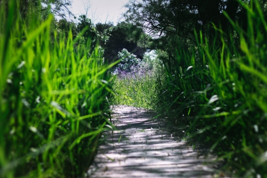 Groupes-Mer- nature-promenade-botanique