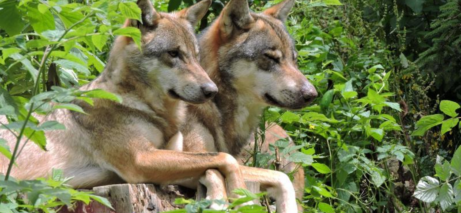 A la rencontre du loup