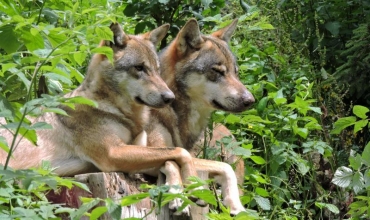 A la rencontre du loup