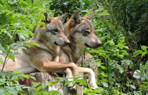 A la rencontre du loup