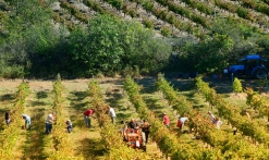 Domaine viticole Val d'Iris