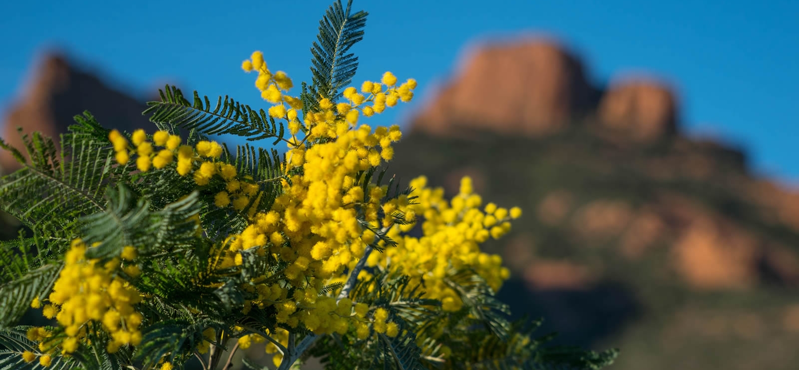 La Route du Mimosa
