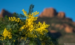 La Route du Mimosa