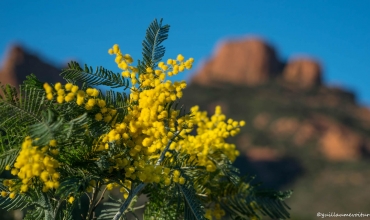 La Route du Mimosa