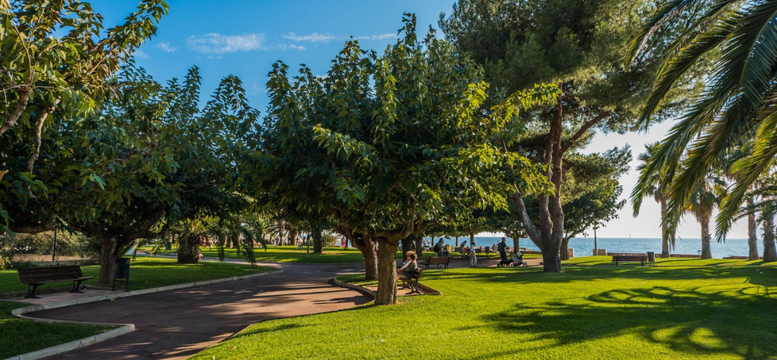 Les plus beaux arbres de Saint-Raphaël, symboles et spirtitualité
