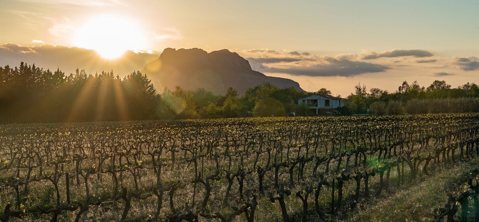 Coucher de soleil sur les vignes du domaine