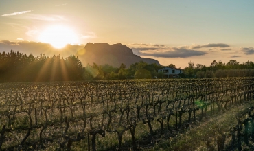 Coucher de soleil sur les vignes du domaine