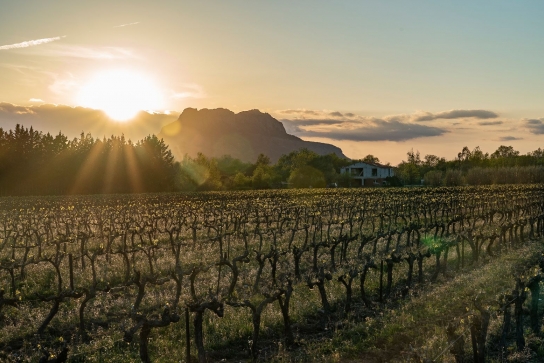 Coucher de soleil sur les vignes du domaine