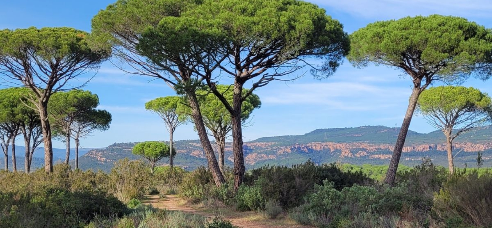 La vallée de l'Endre et ses pins parasols_Roquebrune-sur-Argens
