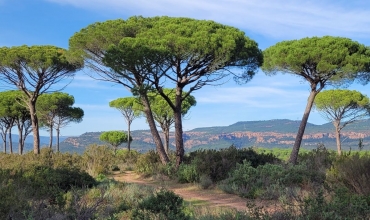 La vallée de l'Endre et ses pins parasols_Roquebrune-sur-Argens