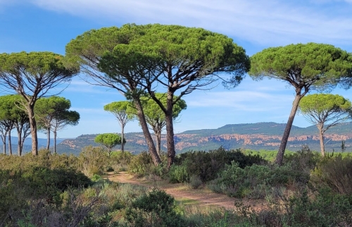 La vallée de l'Endre et ses pins parasols_Roquebrune-sur-Argens